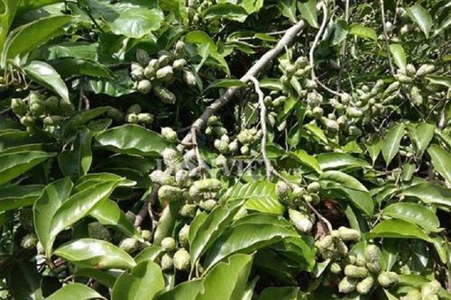 Loại hạt xưa rụng đầy không ai nhặt nay 'lên đời' thành đặc sản đắt đỏ
