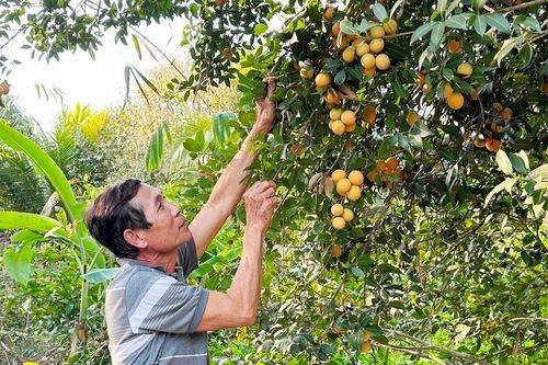 Thanh trà ĐBSCL mất mùa do thời tiết, giá bán cao