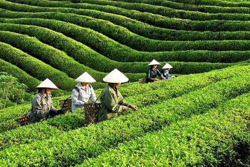 Xuất khẩu chè tăng trưởng và bài toán mở rộng miếng bánh thị phần