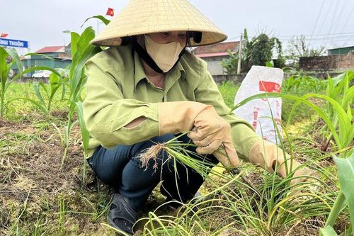 Nông dân xứ Nghệ bội thu vì giá hành tăm đầu mùa tăng cao