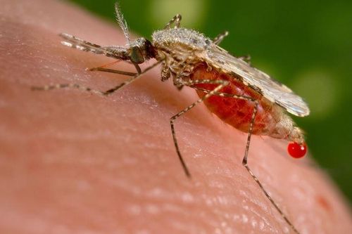 Thay đổi gene muỗi để loại bỏ sốt rét
