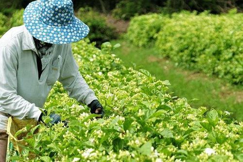 Bí mật vùng đất trồng hoa nhài được các hãng nước hoa nổi tiếng trên thế giới săn đón