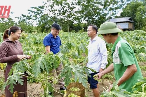 Mô hình trồng đu đủ lấy hoa cho hiệu quả kinh tế cao