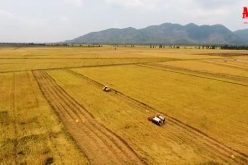 An Giang hướng đến nền nông nghiệp liên kết bền vững