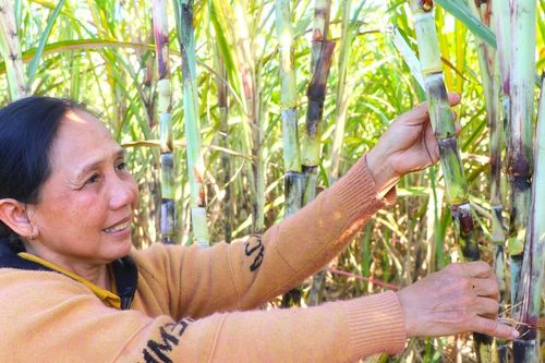Thu gần nửa tỷ đồng mỗi năm từ 3 ha mía Quế Đường