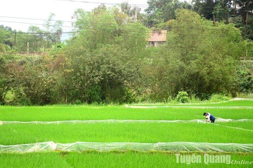 Chủ động phòng trừ sâu bệnh hại lúa xuân