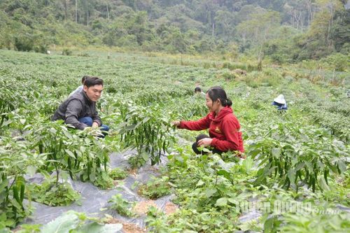 Quyết tâm đạt diện tích cây rau an toàn trên 8.500 ha