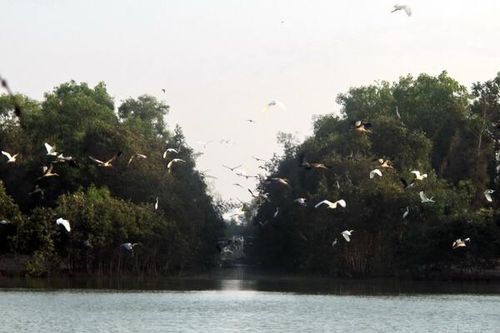 Khu Bảo tồn sinh thái Đồng Tháp Mười mở rộng thêm 244 ha
