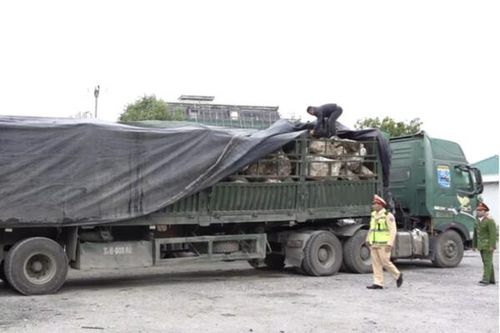 Vụ bắt giữ gần 500 tấn đá thạch anh khai thác trái phép tại Nghệ An: 'Con voi có chui lọt lỗ kim'?