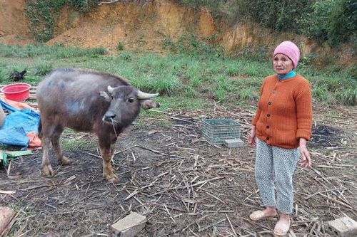 Khuất tất khi cấp phát trâu, bò dự án cho 'hộ nghèo'