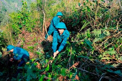Sa Pa xuất hiện gió nóng và rất khô - cảnh báo dễ gây cháy rừng