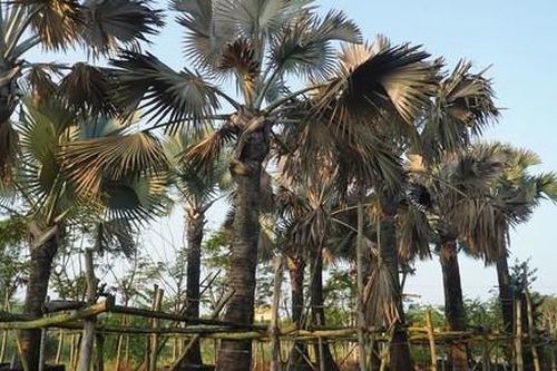 Vườn cây cảnh tiền tỷ bị đầu độc bằng thuốc diệt cỏ