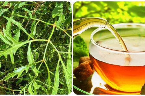 Nước đinh lăng rất tốt nhưng 'đại kỵ' với những nhóm người này