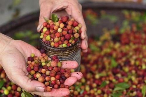 Lên dãy Hoành Sơn hái quả thanh mai chín mọng