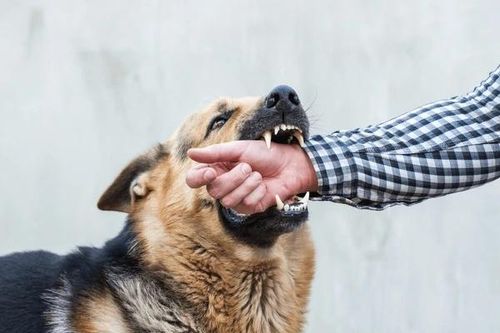 Xử trí thế nào khi con bị chó mèo cắn?