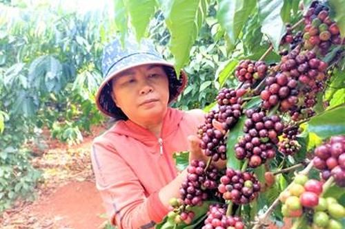 Thư về tòa soạn: Làm giàu từ cây cà phê