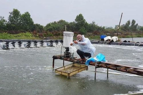 Con tôm 'ôm' rừng ngập mặn