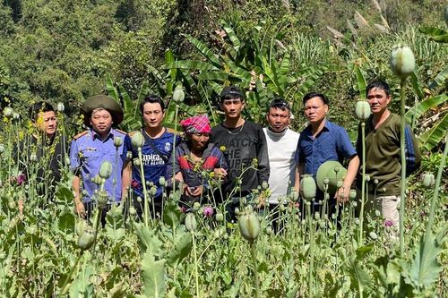 Lai Châu: Bắt nữ quái trồng hơn 3000 cây thuốc phiện nơi rừng sâu