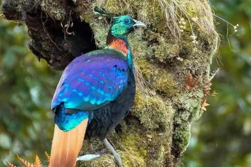 Ngẩn người ngắm loài chim đẹp nhất dãy Himalaya