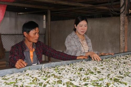 Nuôi con ăn cơm đứng, người dân Gia Lai thoát nghèo, thu về hàng trăm triệu đồng mỗi năm