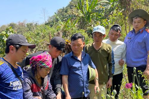 Phát hiện vườn thuốc phiện hơn 3.000 cây giữa rừng sâu
