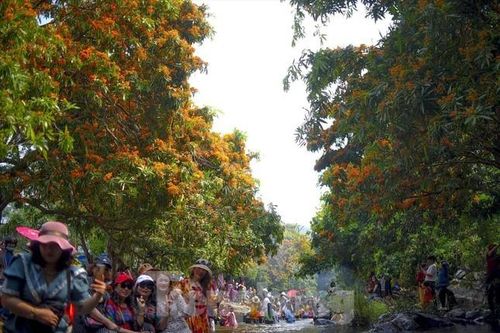 Ngắm rừng trang bung hoa vàng rực bên bờ suối Tà Má ở Bình Định