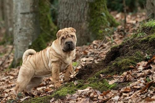 Dân Hàn Quốc tranh cãi chuyện tiền phúng viếng chó mèo