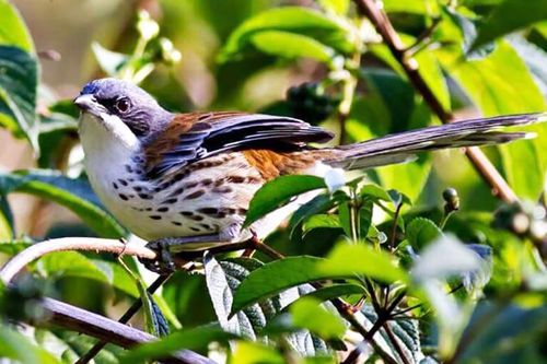 Mê hoặc vùng chim đặc hữu cao nguyên Đà Lạt