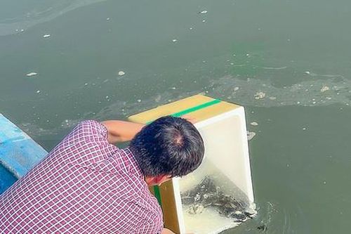 Thả gần 500 ngàn con giống hồi sinh khúc sông từng bị bùn quây lấp