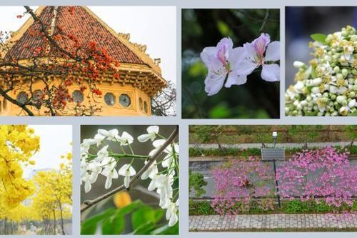 Thương nhớ mùa hoa tháng Ba