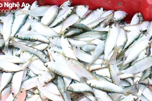 Ngư dân Quỳnh Lưu thu tiền triệu mỗi ngày nhờ trúng đậm cá trích