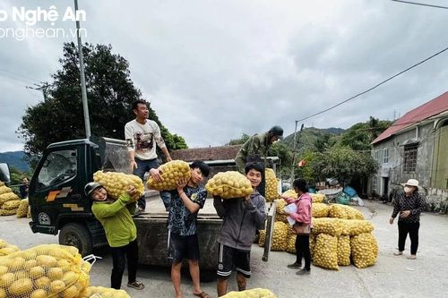 Không có chuyện kêu gọi 'giải cứu' khoai tây ở huyện Tương Dương