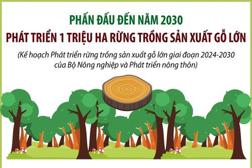 Phấn đấu đến năm 2030, phát triển 1 triệu ha rừng trồng sản xuất gỗ lớn