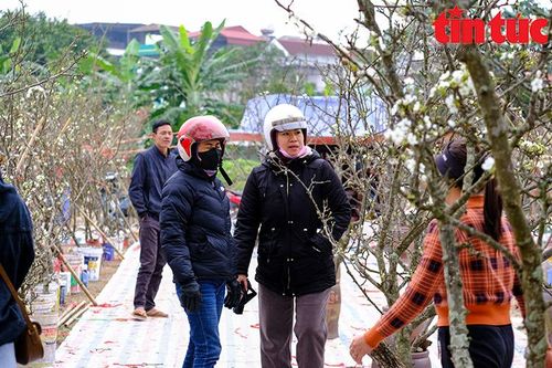 Người Hà Nội chi tiền triệu mua hoa lê rừng chơi sau Tết