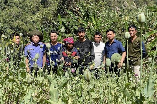 Tạm giữ đối tượng trồng hàng nghìn cây thuốc phiện trong rừng sâu
