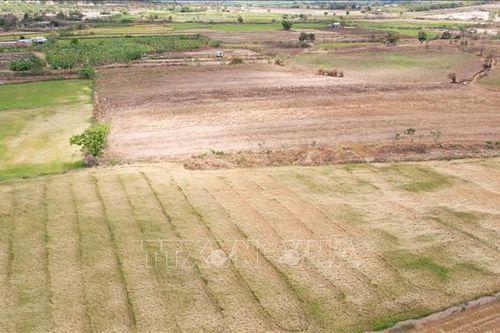 Nguy cơ mất trắng gần 300 ha cây trồng do hạn hán ở Gia Lai