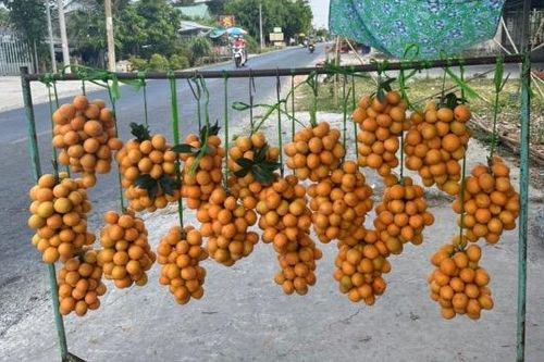Thanh trà đầu vụ được giá nhưng mất mùa