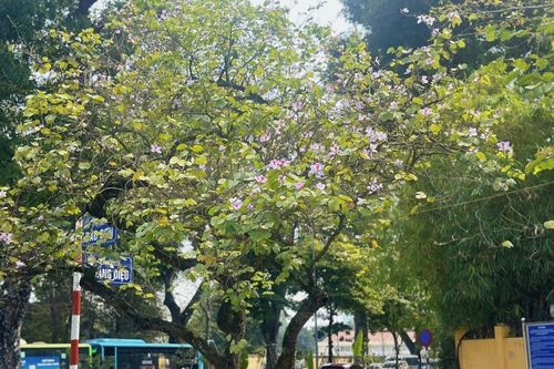Đẹp ngỡ ngàng sắc hoa ban Tây Bắc giữa lòng Hà Nội