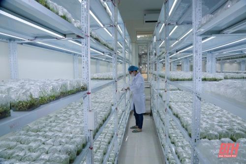 'Mục sở thị' trung tâm nuôi cấy mô giống cây trồng