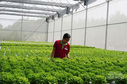 TP.HCM muốn có 3.000 ha canh tác rau vào năm 2025