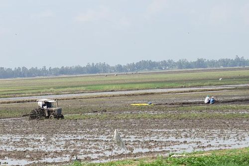 Toàn tỉnh đã xuống giống hơn 55 ngàn ha lúa hè thu