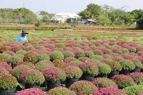 TP Sa Đéc tiếp tục tập trung phát triển ngành hàng hoa, kiểng