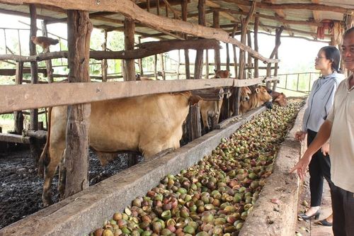 Gia Lai: Kiểm soát mật độ chăn nuôi để giảm thiểu ô nhiễm môi trường