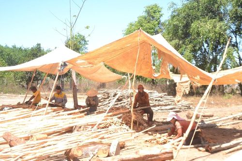 Nông dân Chư Păh phấn khởi vì bời lời tăng giá