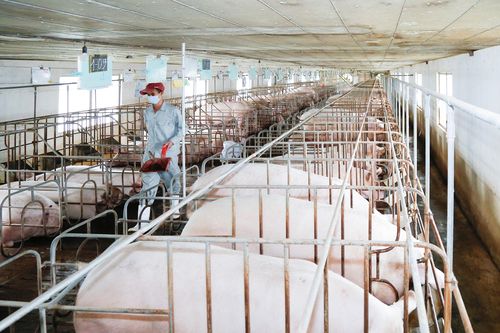 Hoạt động vệ sinh, khử trùng, tiêu độc môi trường chăn nuôi: Nâng cao ý thức phòng, chống dịch bệnh