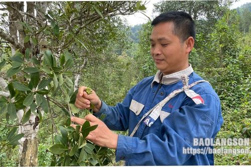 Hồng Phong: Giảm nghèo bền vững từ rừng