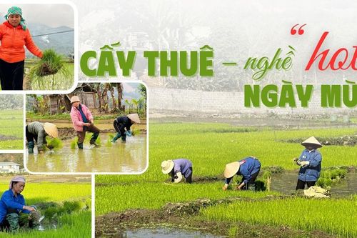 Cấy thuê – nghề 'hot' ngày mùa