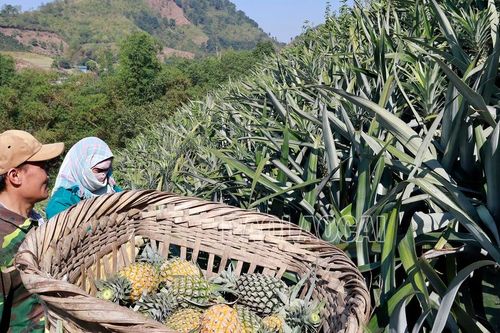 Dứa Bản Lầu được mùa, được giá