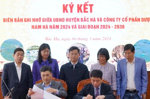 Tháo gỡ khó khăn trong tiêu thụ sản phẩm củ cát cánh tại Bắc Hà