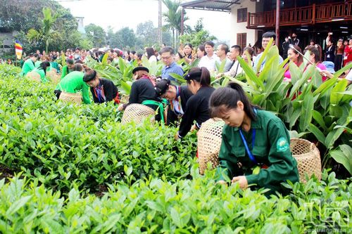 'Đánh thức' chè xuân